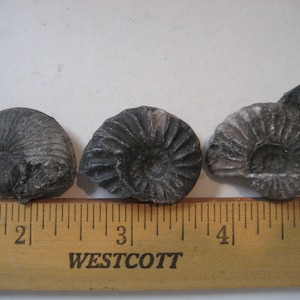 3 Genuine Ammonites, Natural Nautilus Fossils for your collection