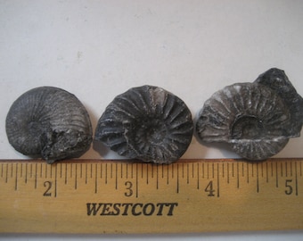 3 Genuine Ammonites, Natural Nautilus Fossils for your collection