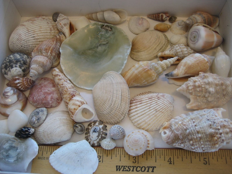 Sea Shells for Display, Nautical Decor, Home Decor, Mix of 41 Beautiful ...