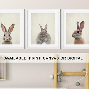 May include: Three framed prints of a rabbit, each showing a different pose. The rabbit is brown and white. The text "AVAILABLE: PRINT, CANVAS OR DIGITAL" is below the prints. The text "included 3 artworks: choose any 3 animals" is below the text. The text "available color or black & white version" is below the text. The text "frame and matte not included" is below the text. The text "www.etsy.com/shop/PinkeeArt" is at the bottom of the image.
