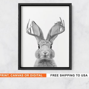 May include: Black and white photograph of a rabbit with antlers. The rabbit is looking directly at the camera. The background is white.