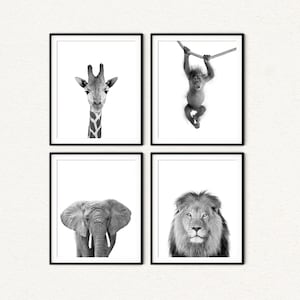 Set of four black and white safari animal wall art prints. Includes a close-up of a giraffe’s head and neck, a playful baby monkey hanging from a rope, a front-facing elephant with big ears, and a majestic lion portrait. Minimalist style on white background. Available as unframed paper prints or stretched canvas, with many other animals to choose from.