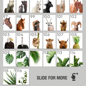 May include: A collage of 116 images featuring animals, plants, and nature scenes. The images are arranged in a grid format with numbers from 91 to 116. The text "Slide for more animals" is at the bottom of the image.
