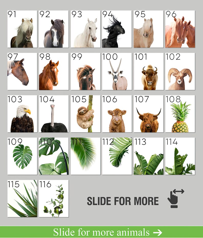 May include: A collage of 116 images featuring animals, plants, and nature scenes. The images are arranged in a grid format with numbers from 91 to 116. The text "Slide for more animals" is at the bottom of the image.