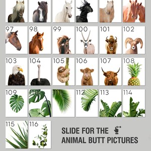以下が含まれることがあります： 様々な動物、植物、パイナップルをフィーチャーしたコラージュ。画像は91から116までの番号が付けられたグリッドパターンで配置されています。コラージュの下部には「SLIDE FOR THE ANIMAL BUTT PICTURES」というテキストと、右を指す矢印、その下に「Slide for more animals」というテキストがあります。