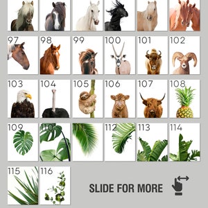 Puede incluir: Un collage de 116 im&aacute;genes con animales, plantas y escenas de la naturaleza. Las im&aacute;genes est&aacute;n dispuestas en una cuadr&iacute;cula con n&uacute;meros del 91 al 116. El texto "Slide for more animals" est&aacute; en la parte inferior de la imagen.