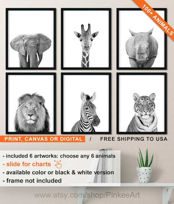 Safari Animal Photography Set: Black ...