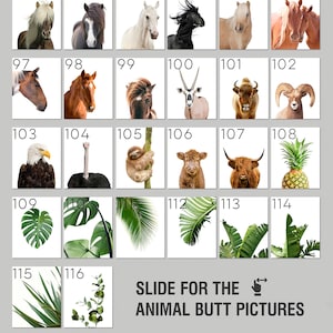 K&ouml;nnte beinhalten: Eine Collage mit verschiedenen Tieren, darunter ein Pferd, ein Faultier, eine Kuh, eine Ananas und verschiedene Pflanzen. Der Text "SLIDE FOR THE ANIMAL BUTT PICTURES" ist am unteren Rand der Collage zu sehen.