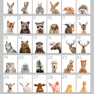 K&ouml;nnte beinhalten: Ein Raster mit 30 Bildern, die verschiedene Tiere zeigen, darunter ein Kaninchen, ein Fuchs, ein B&auml;r, ein Waschb&auml;r, eine Eule, ein Eichh&ouml;rnchen, ein Reh, ein Wolf, ein Otter, ein Elch, ein Alpaka, ein Esel, ein Pferd, eine Ziege, eine Kuh, ein Schwein und eine Ente. Die Bilder sind von 1 bis 30 nummeriert.