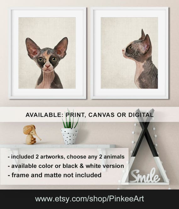 Sphynx Cat Color Chart