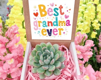 Best grandma ever succulent gift box, Grandma gift box, Gift for grandma, Thinking of grandma gift, best nana gift