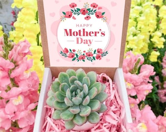 Mother's Day Succulent Gift Box - Mother's Day Plant Gift box - Succulent For Mom - Happy Mother's Day Gift Box - Mother's Day Plant Gift