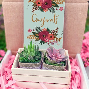 Congratulations gift Box, New Job Gift, Congrats, Congratulations Gift, Job Promotion Gift, Co-worker Gift box, Live Succulent Gift