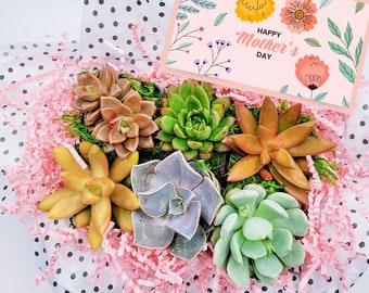 Mothers Day gift box, Succulent Gift Box for Mom, Plant Gift for Mom, Plant Gift for her, Succulent Gift Box, First Time Mom Gift,