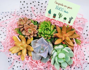 Congrats gift box for her, Way to Go gift for best friend, Thinking Of You Gift, Send a Succulent Gift Box, Congrats Gift, Plant Gift Box
