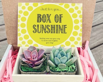 Sending You Sunshine Succulent Gift Box - Sunshine Succulent Gift - Sunshine Gift Box - Sending Sunshine Plant Gift Box - Plant Gift