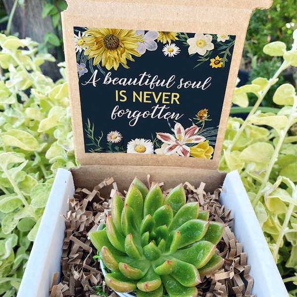 A beautiful soul is never forgotten - Sympathy gift - Succulent Gift Box - Encouragement Care Package - Sorry For Your Loss - Grief gift