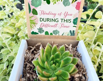 Thinking of you during this difficult time -Encouragement Gift Box - Sympathy Gift - Succulent Gift box - Thinking of you gift - Succulent