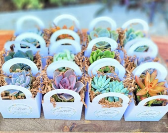 Party Favors, Succulent favors, Bridal Shower Party Favor, Baby Shower Party Favors, Wedding Party Favors, Bridal Shower Favors