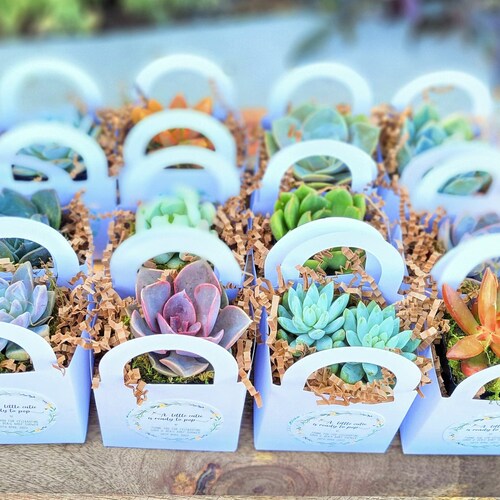 Party Favors Succulent Favors Bridal Shower Party Favor Etsy