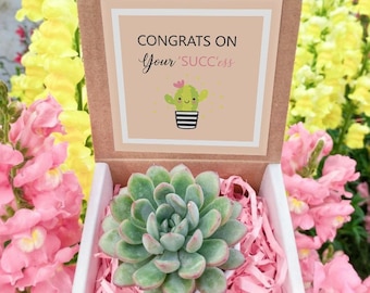 Congrats gift box for her, Way to Go gift for best friend, Thinking Of You Gift, Send a Succulent Gift Box, Plant Gift Box