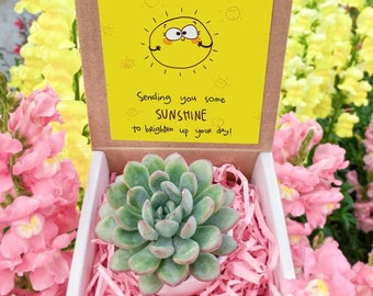 Sending You Sunshine, Small Miss You Gift box, Thinking Of You Gift, Send a Succulent Gift Box, Quarantine Gift Box, Plant Gift Box