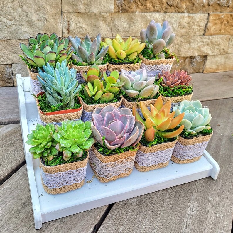 Birthday Party Favors Gifts With Burlap Rustic Set of 15 Etsy