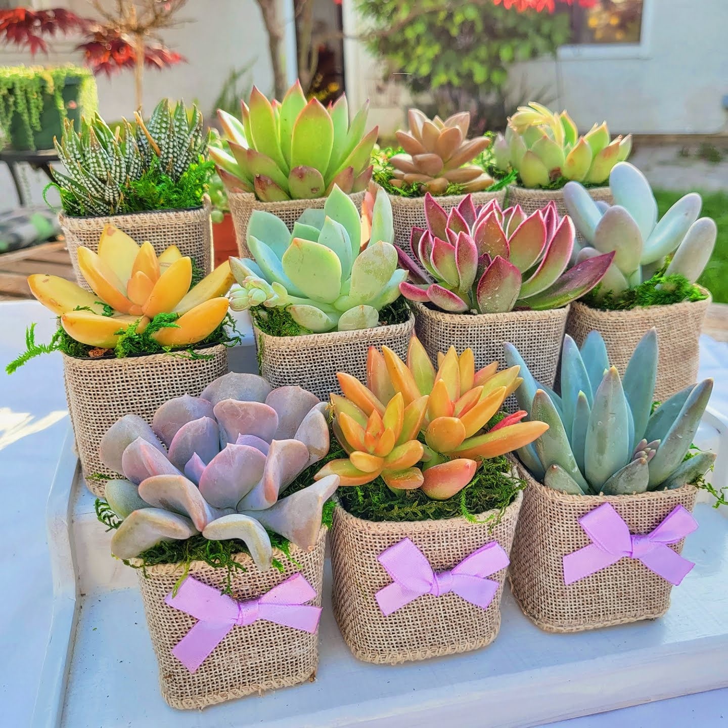 Wedding Succulent Party Favors Gift With Burlap Rustic, Set of 10, Wedding  Days Favors, Birthday Succulent Favors, Bridal Shower Favors 