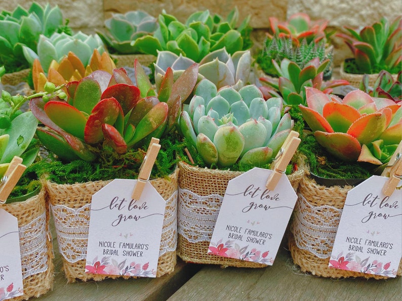 Bridal Shower Succulent Party Favors Gifts, set of 25, Birthday Party Favors, Wedding Succulent Favors, Bridal Shower Favors image 3