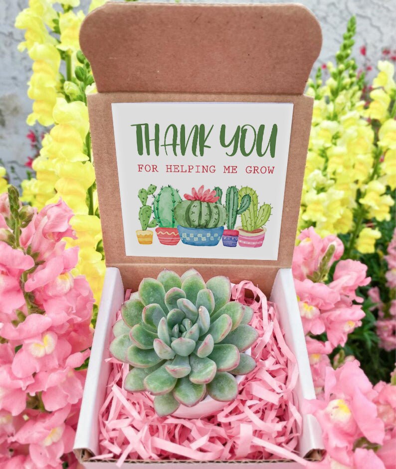 Succulent Gift Box - Thank You For Helping Me Grow Gift box- Apprecia…