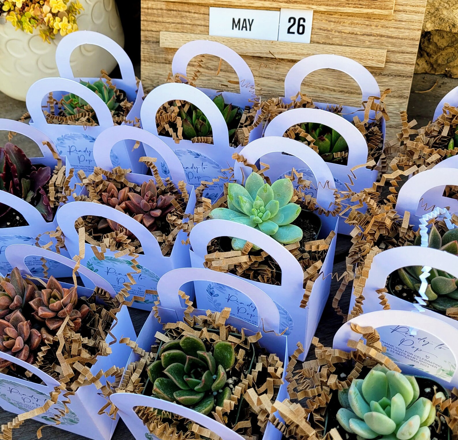 Succulent Party Favors Gift Cactus Party Favor Wedding Etsy