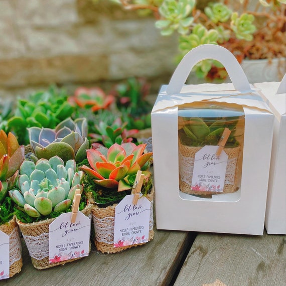 Wedding Succulent Party Favors Gift With Burlap Rustic, Set of 10, Wedding  Days Favors, Birthday Succulent Favors, Bridal Shower Favors 