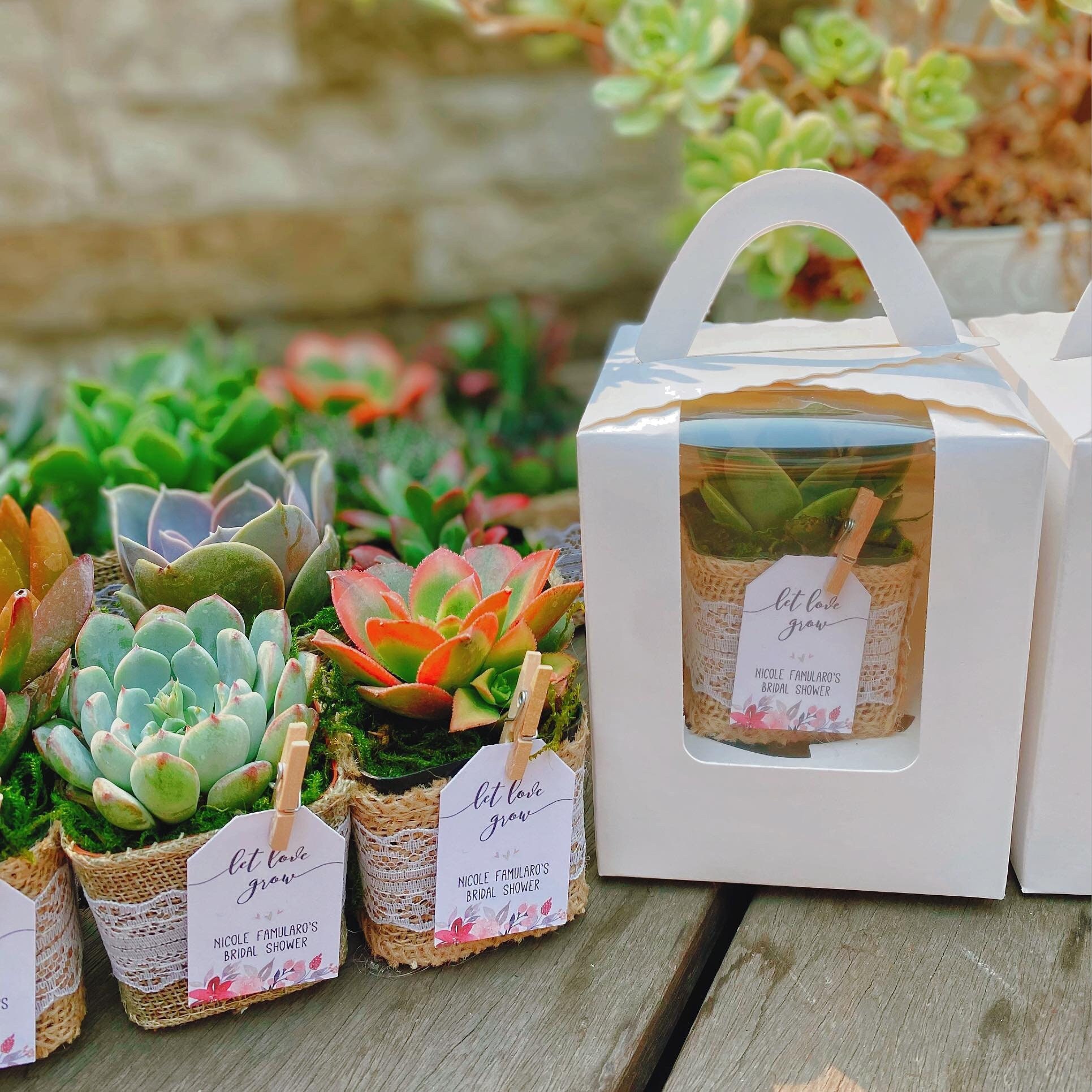 Succulent Favors Nature Mini Baskets Handles