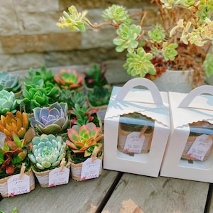 May include: A collection of small succulent plants in individual pots, arranged in a row. The plants are in various shades of green, red, and orange. The pots are wrapped in burlap and tied with white lace. Two white gift boxes with clear windows are in the foreground, each containing a small succulent plant. The boxes have a handle and a tag that says "Little Love From".