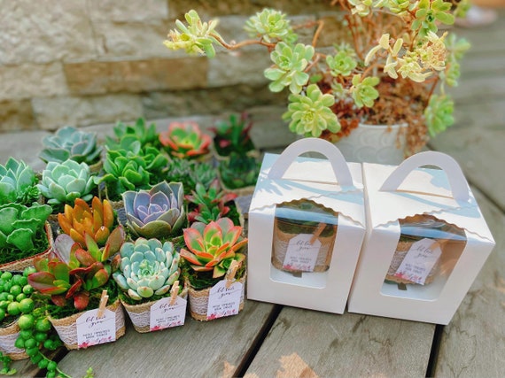 Birthday Party Favors Gifts With Burlap Rustic, Set of 15 Succulent Party  Favors, Wedding Succulent Favors, Bridal Shower Favors - Etsy