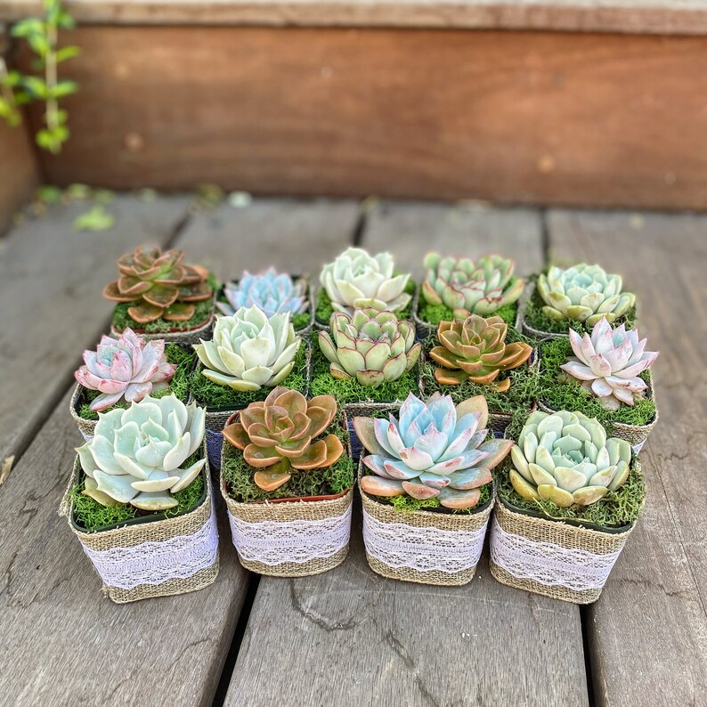 Bridal Shower Succulent Party Favors Gifts set of 25 Etsy