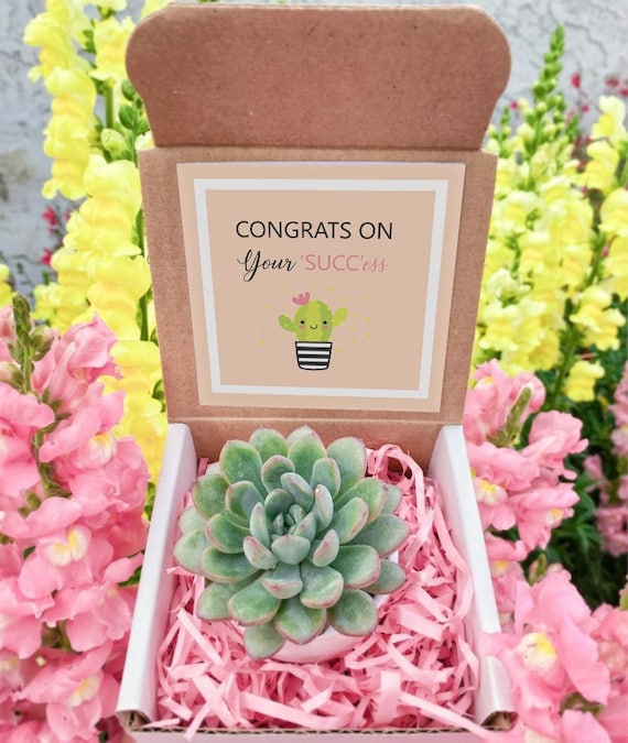 Congrats Gift Box for Her, Way to Go Gift for Best Friend, Thinking of You  Gift, Send a Succulent Gift Box, Plant Gift Box - Etsy