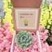 Congrats gift box for her, Way to Go gift for best friend, Thinking Of You Gift, Send a Succulent Gift Box, Plant Gift Box 