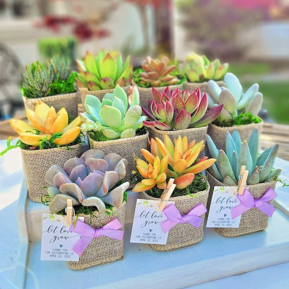 Wedding Succulent Party Favors Gift With Burlap Rustic, Set of 10, Wedding  Days Favors, Birthday Succulent Favors, Bridal Shower Favors - Etsy Israel