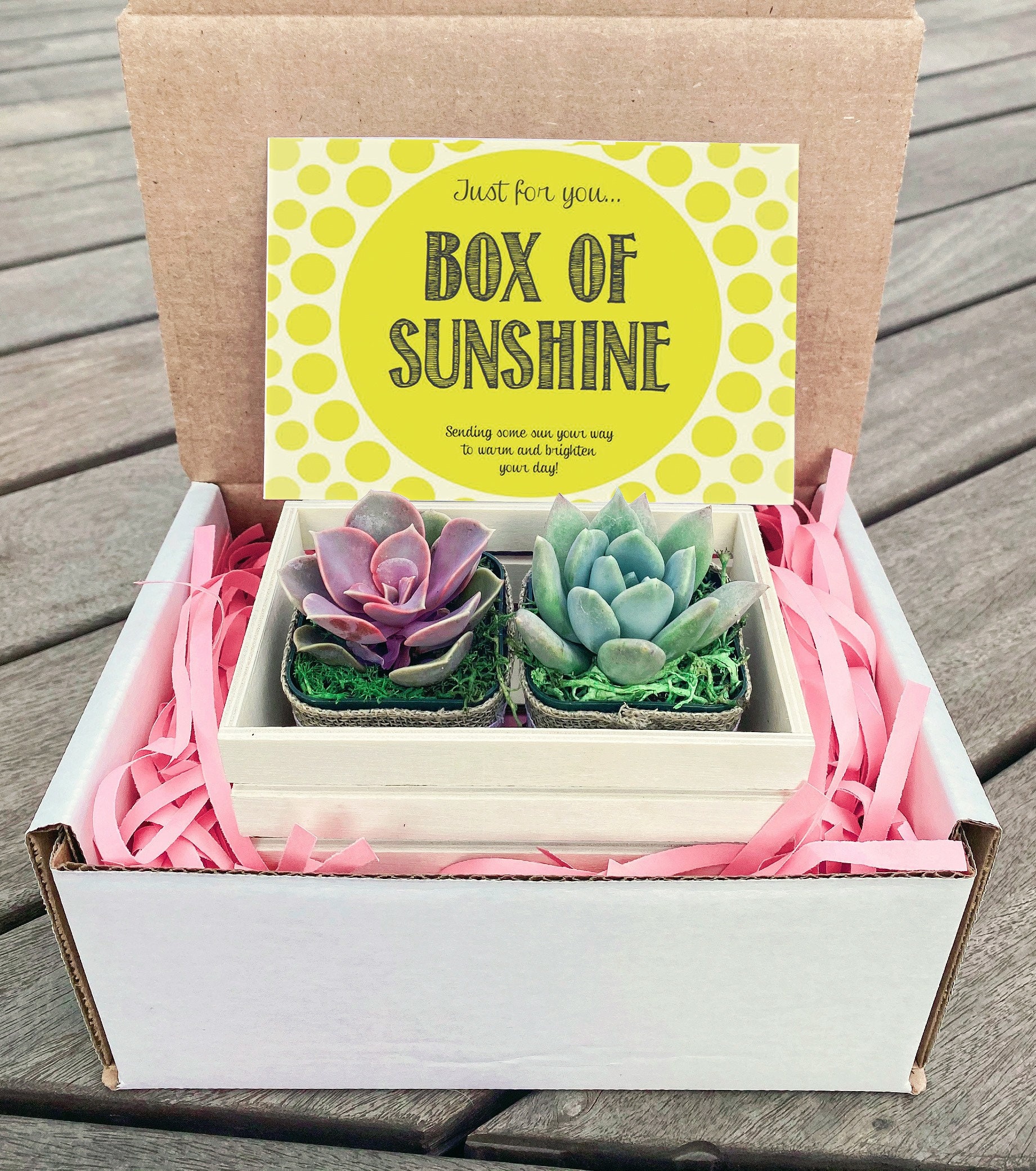Sending You Sunshine Succulent Gift Box