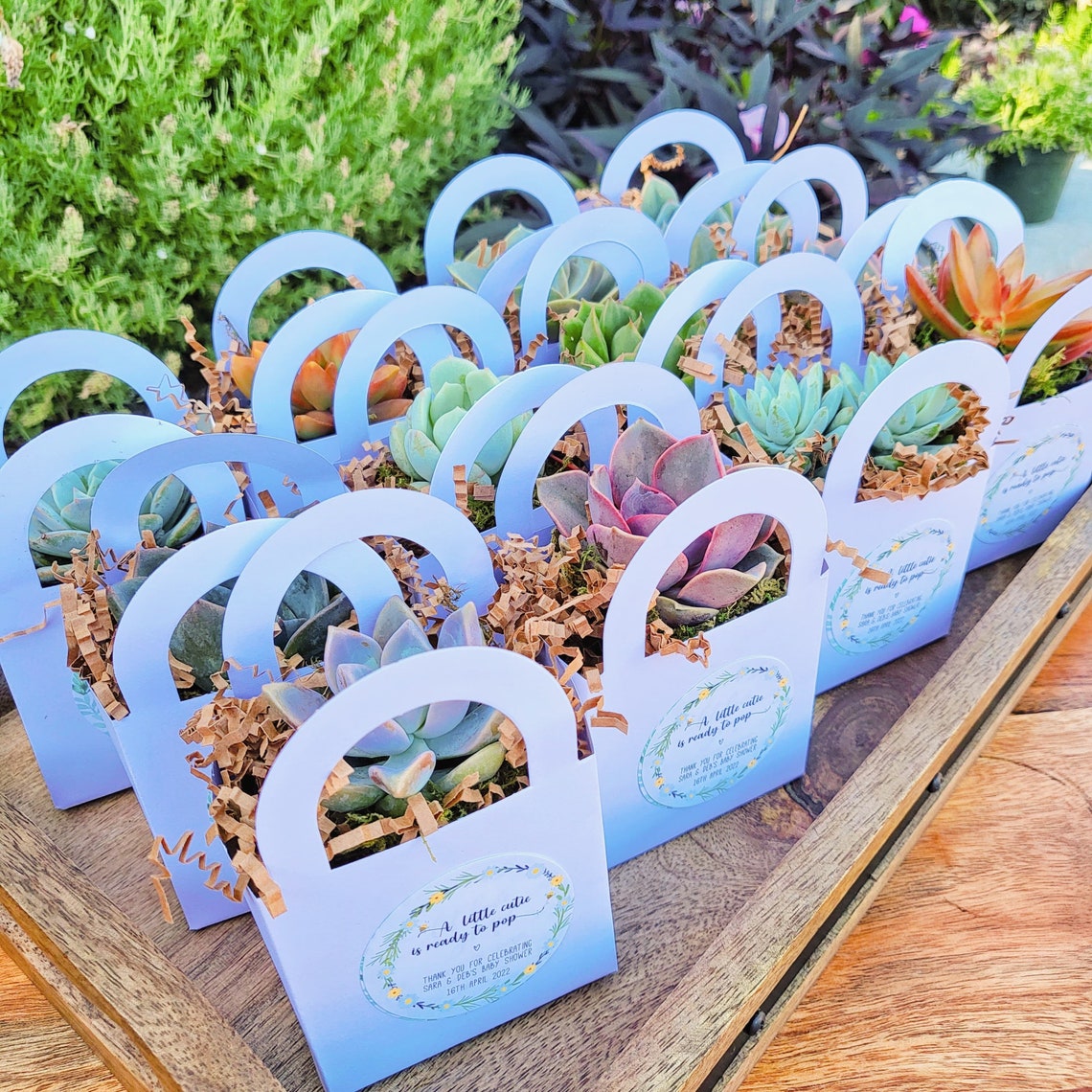 Succulent Party Favors Bridal Shower Party Favor Baby Shower Etsy