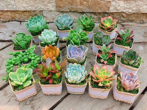 succulent arrangement delivery Veronica Succulent Arrangement