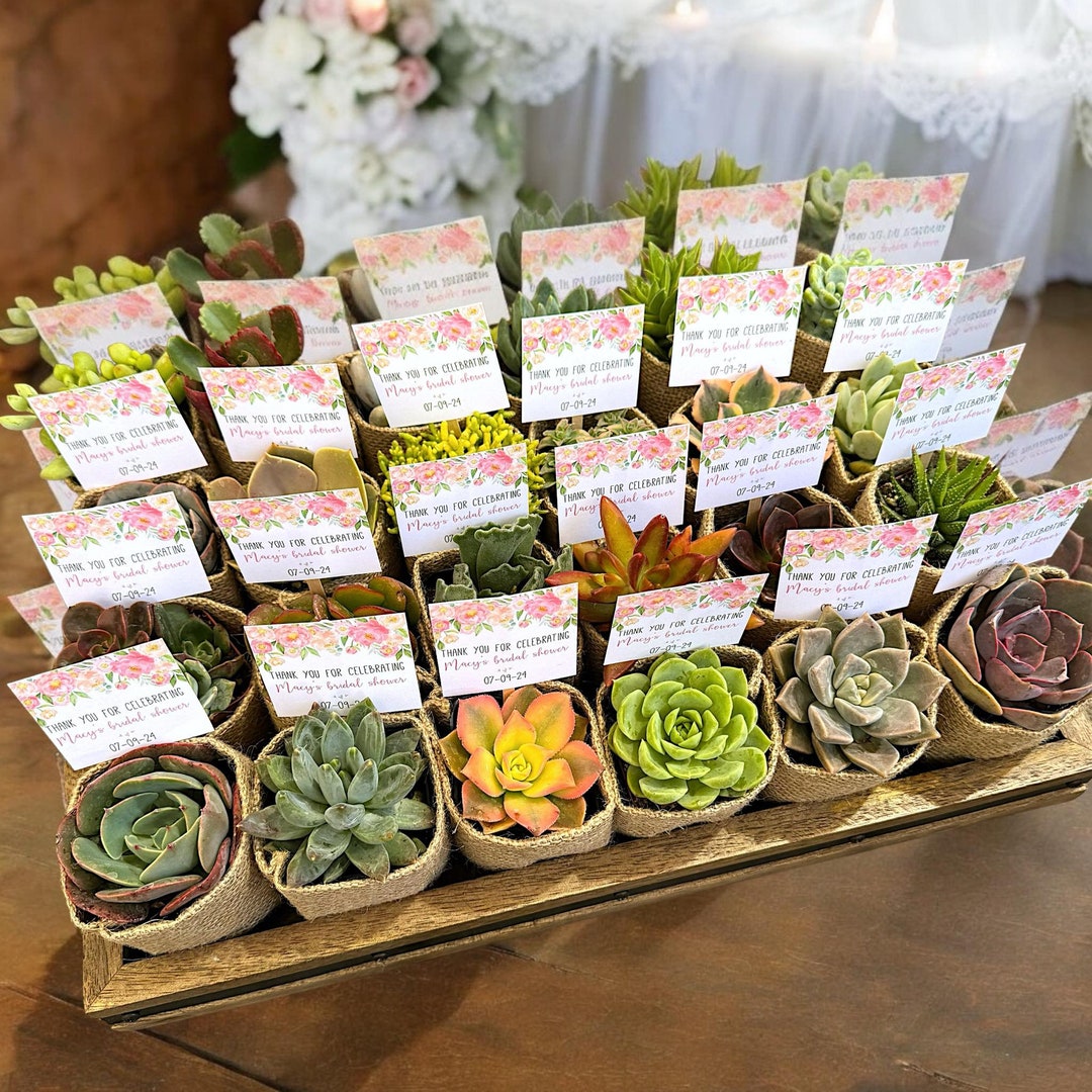 Thank You Bags For Party Favors LawnIdyll 50 Pcs Succulent Wrap