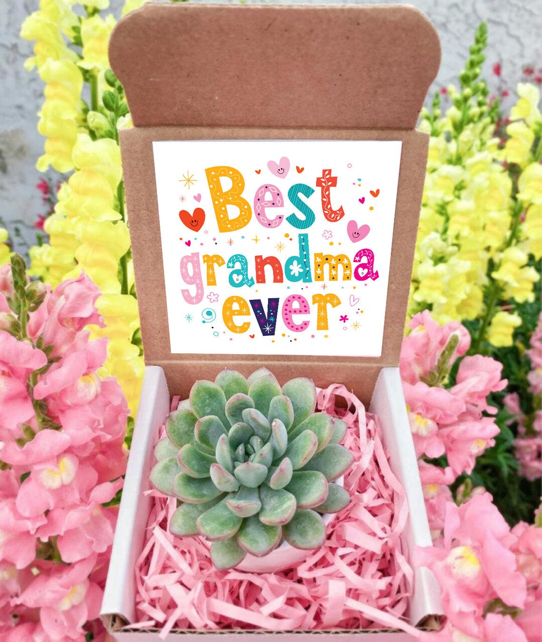 Best Grandma Ever Succulent Gift Box Grandma Gift Box Gift Etsy