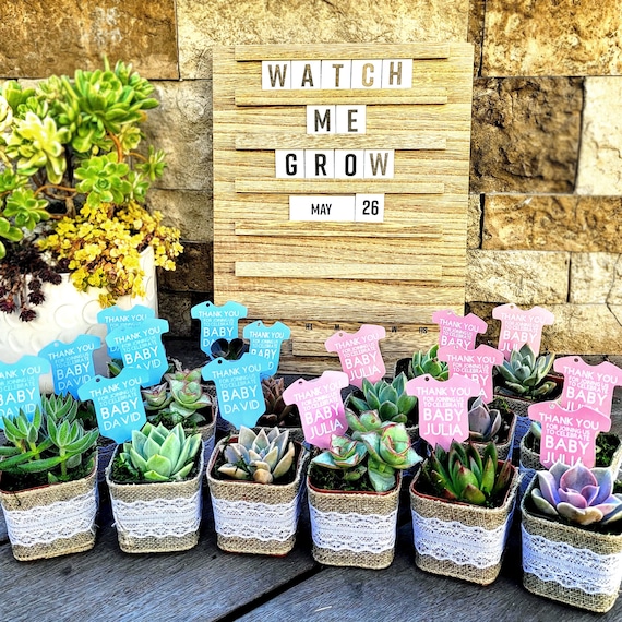 chalk stick succulent Senecio Blue Chalk Sticks