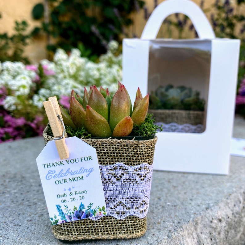 Bridal Shower Succulent Party Favors Gifts Set of 25 Etsy