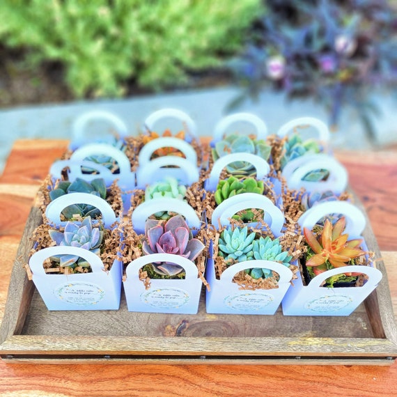 Party Favors, Succulent Favors, Bridal Shower Party Favor, Baby Shower  Party Favors, Wedding Party Favors, Bridal Shower Favors - Etsy