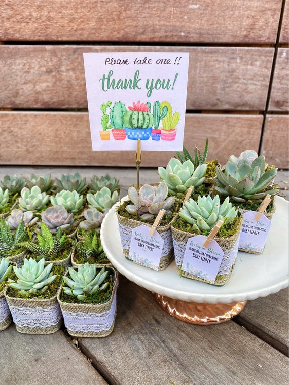 Bridal Shower Succulent Party Favors Gifts set of 25 Etsy