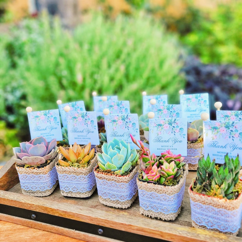 Succulent Party Favors Bridal Shower Party Favor Baby Etsy