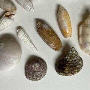 May include: A collection of seashells in various shapes, sizes, and colors. The shells are arranged on a white surface. Some of the shells are white, some are brown, and some are gray. There is a large, round, white shell in the center of the image.